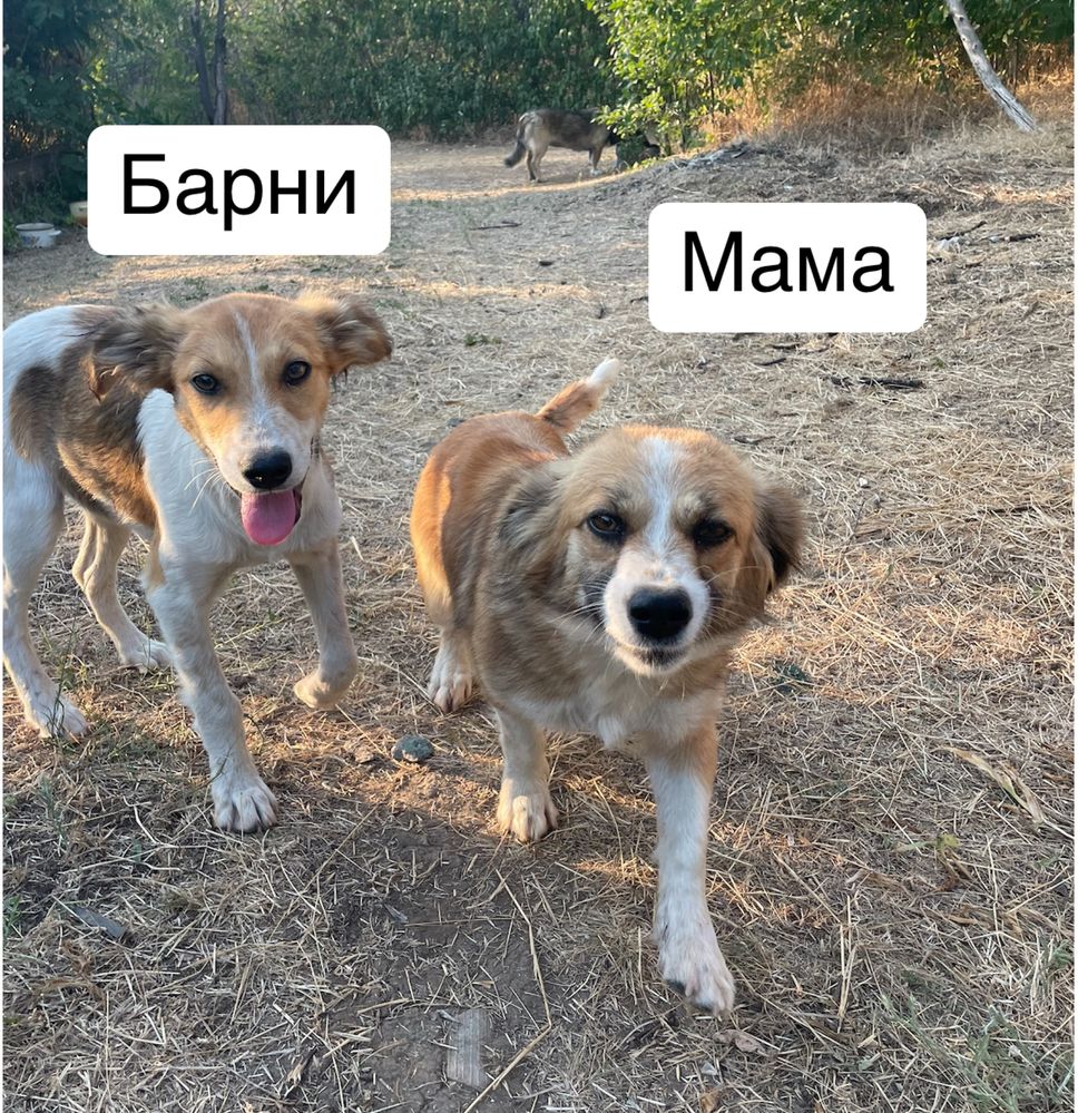 Щенок мальчик отдаем бесплатно