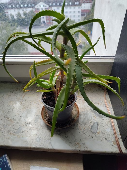 Aloes doniczka ok.35cm