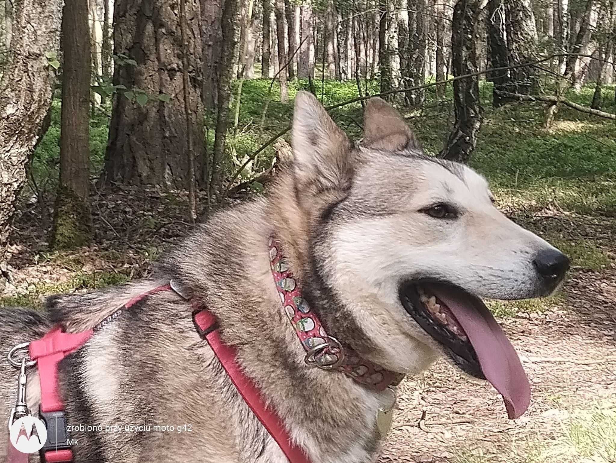 Kenobi mix husky/łajka