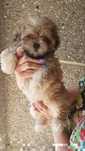 Lhasa apso kuzyn shih tzu