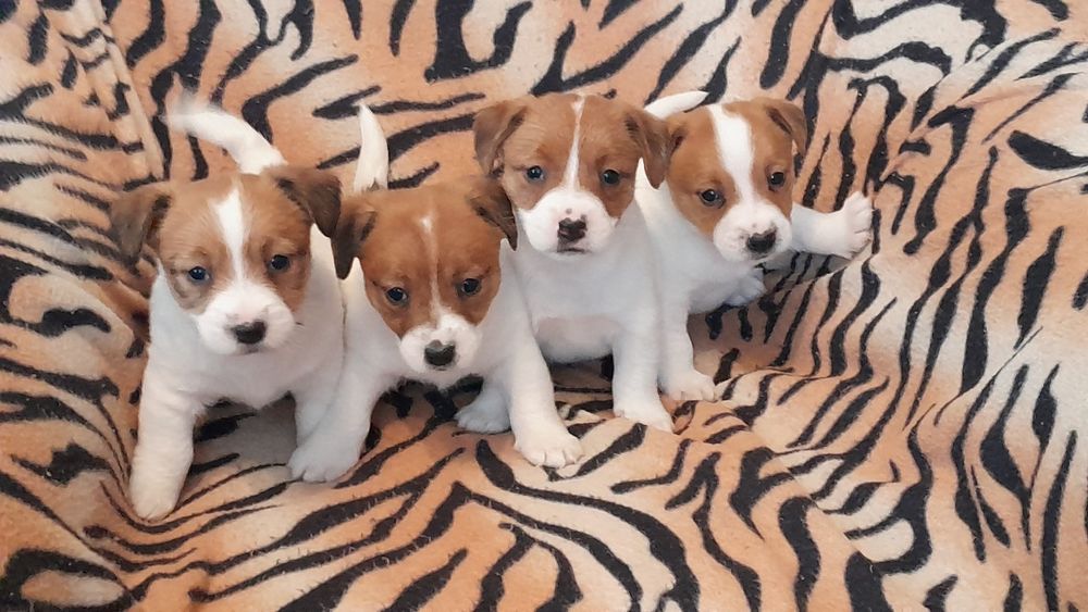 Jack Russell terrier suczka
