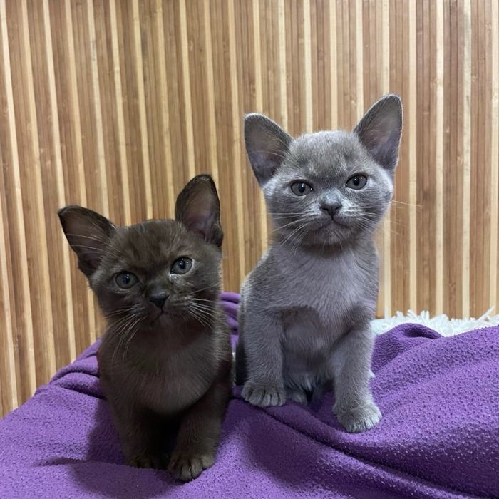 кошенята європейськой бурми