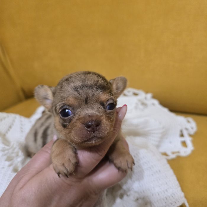 Chihuahua suczka choco merle tan