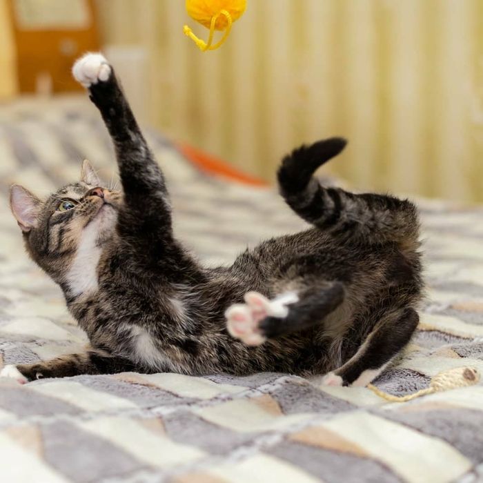 Отдам кота лесного окраса с дефектом глаза, кастрирован, 3 года