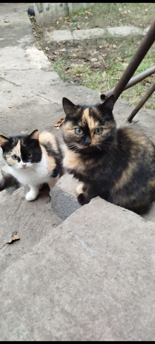 Отдам котят в добрые руки