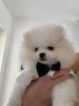 Piesek Pomeranian XXS