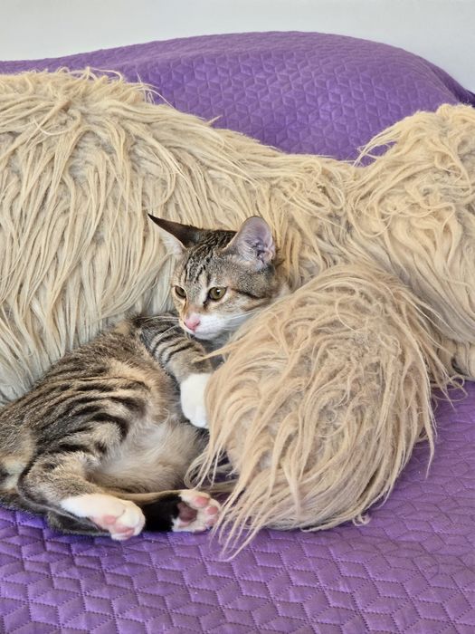 Nestor. Para adopção!