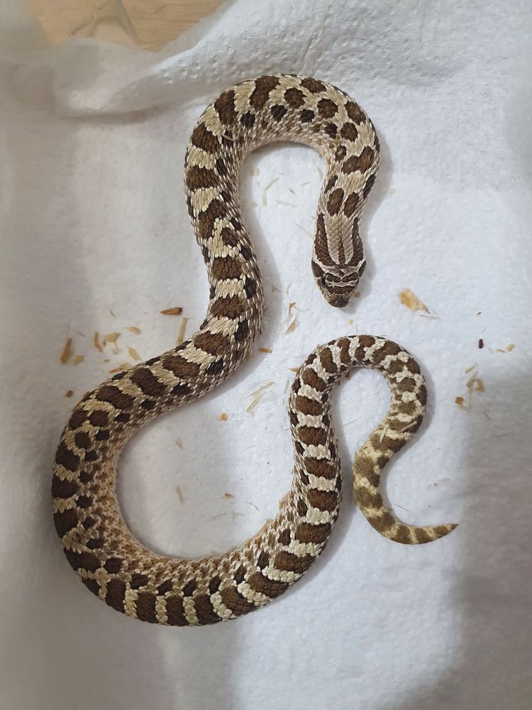 Heterodon Zachodni Classic Het Toffee