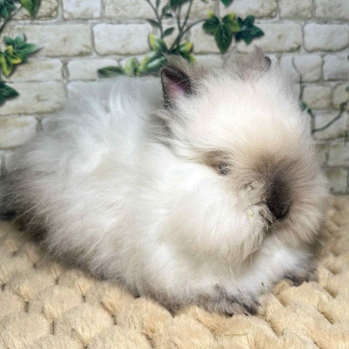 Króliczki Karzełki Teddy