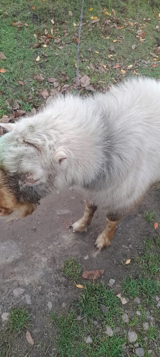 Продам цапа 1 рік 9 місяців .