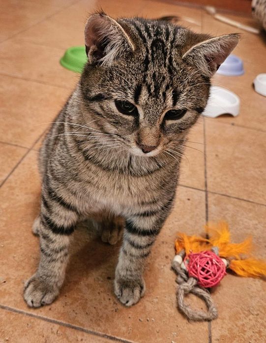 Ares szuka domku na zawsze