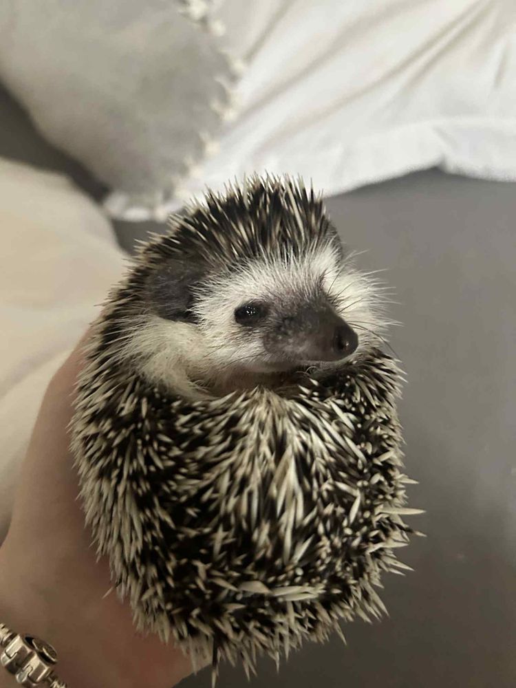 Jez pigmejski szuka nowego domu