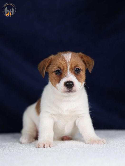 Jack Russell Terrier ZKwP FCI