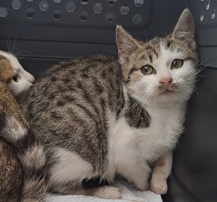 Rodzeństwo szuka domu