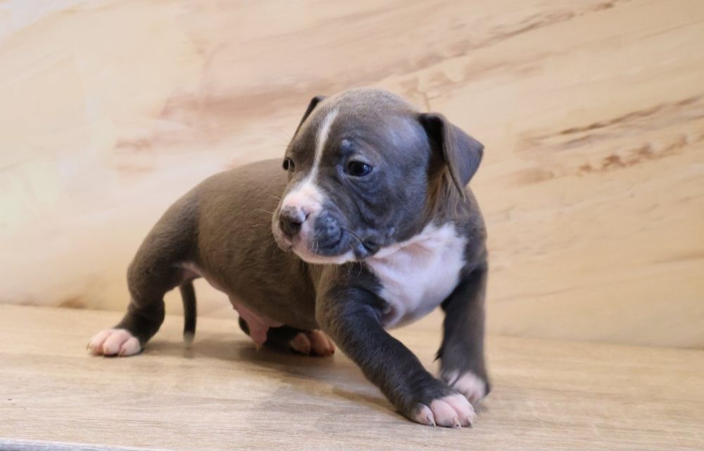 Копії Тата, цуценята Амстаффа.  Можно забирати..