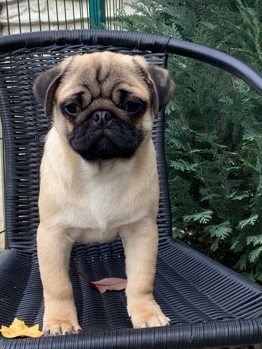 Момси мопси мопси