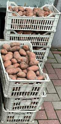 Продам картоплю  велику