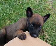 Owczarek Belgijski Malinois FCI/ ZKwP
