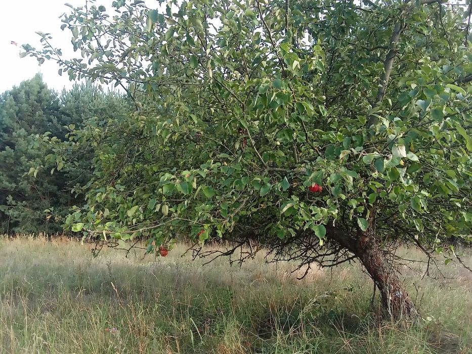 863m2 budowlane w pięknym sadzie cisza i spokój