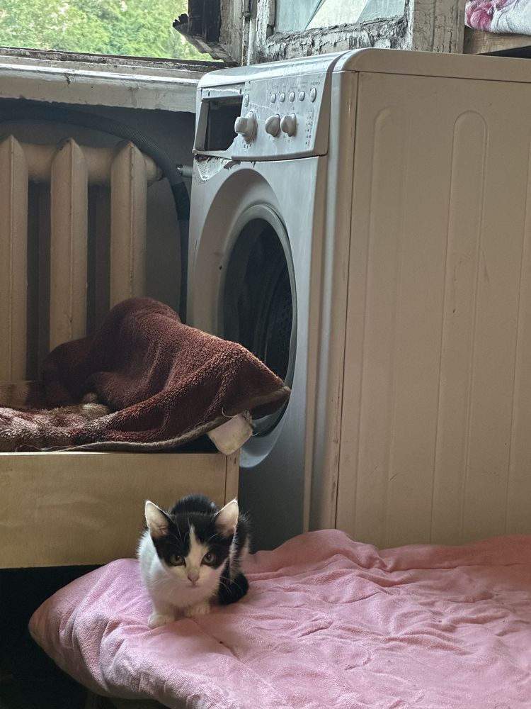 Кошенята у добрі руки
