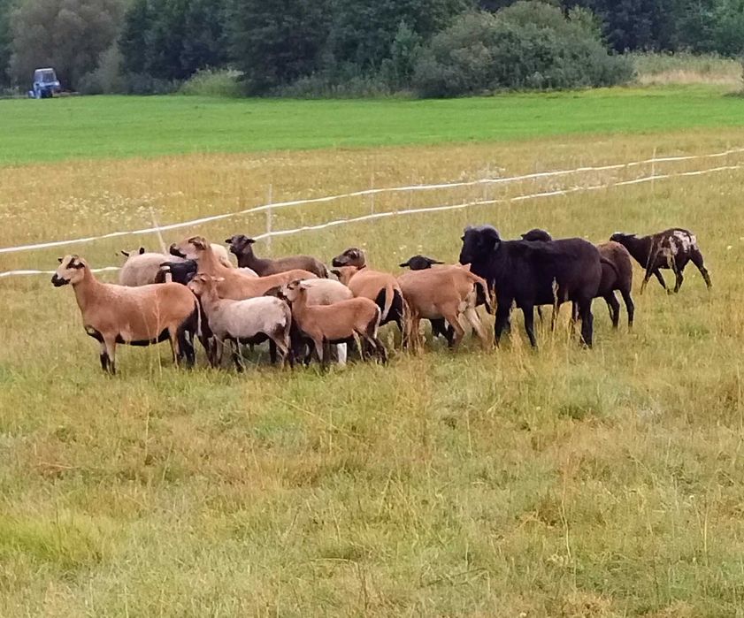 Owce i baranki kameruńskie