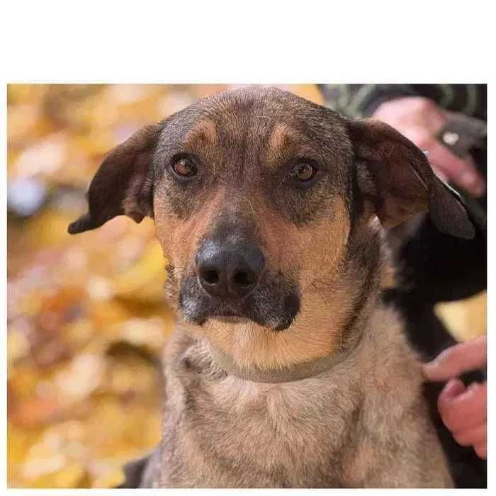 Ищет дом! Пес Бемби