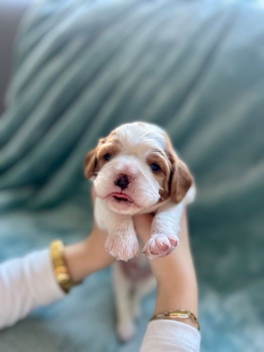 Cavalier King Charles Spaniel