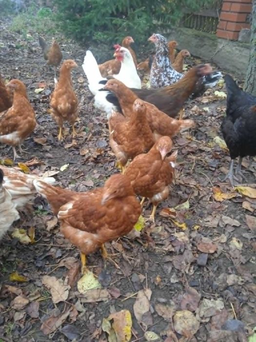 Kury nioski 16 tygodniowe