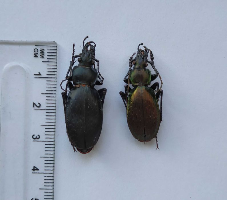 Жужелицы Кавказа, carabus daphnis askhicus, жуки