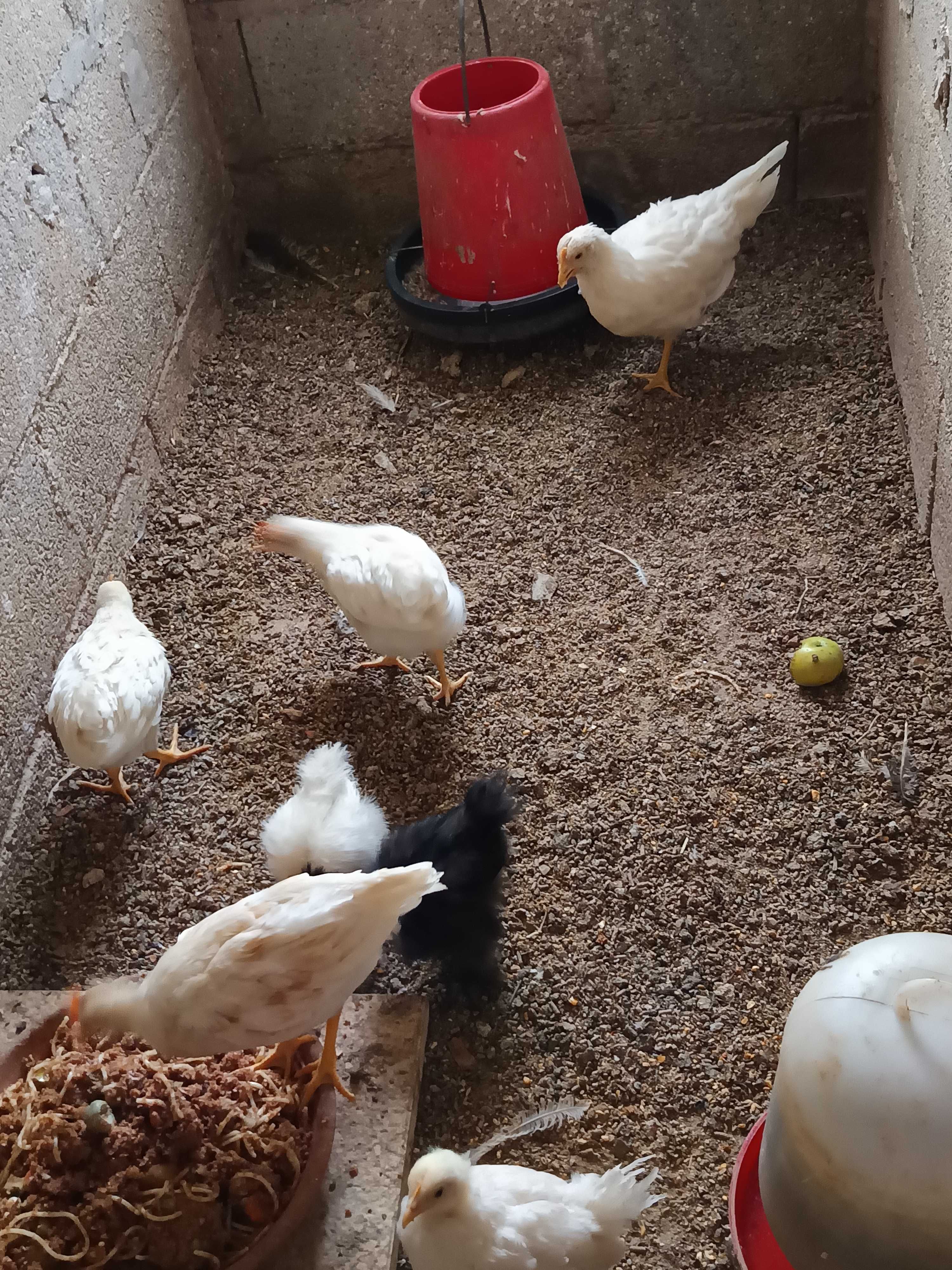 Lindos pintos leghorn