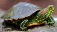 Черепахи червоновухі!