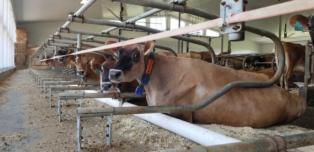Maty legowiskowe materace dla krów legowiska centrumrolnictwa.pl