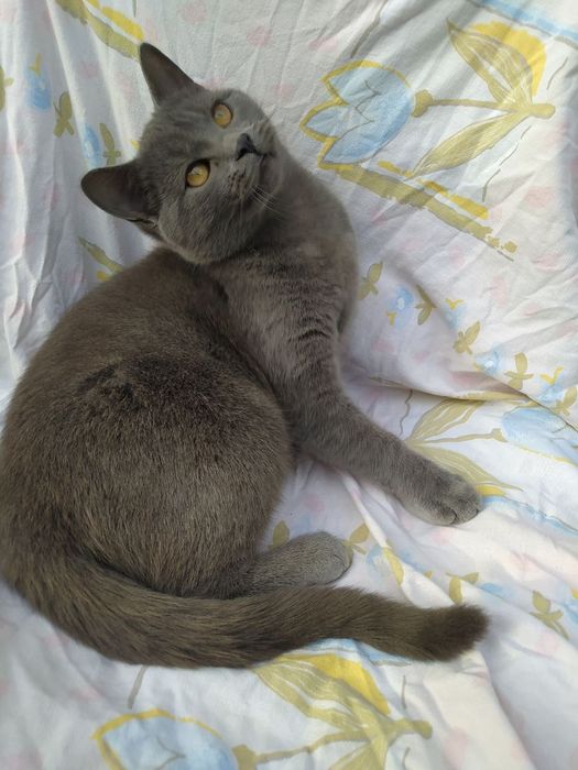 Віддам у добрі руки кошеня