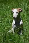 Chart angielski whippet - suczka GAJA ZKwP/FCI