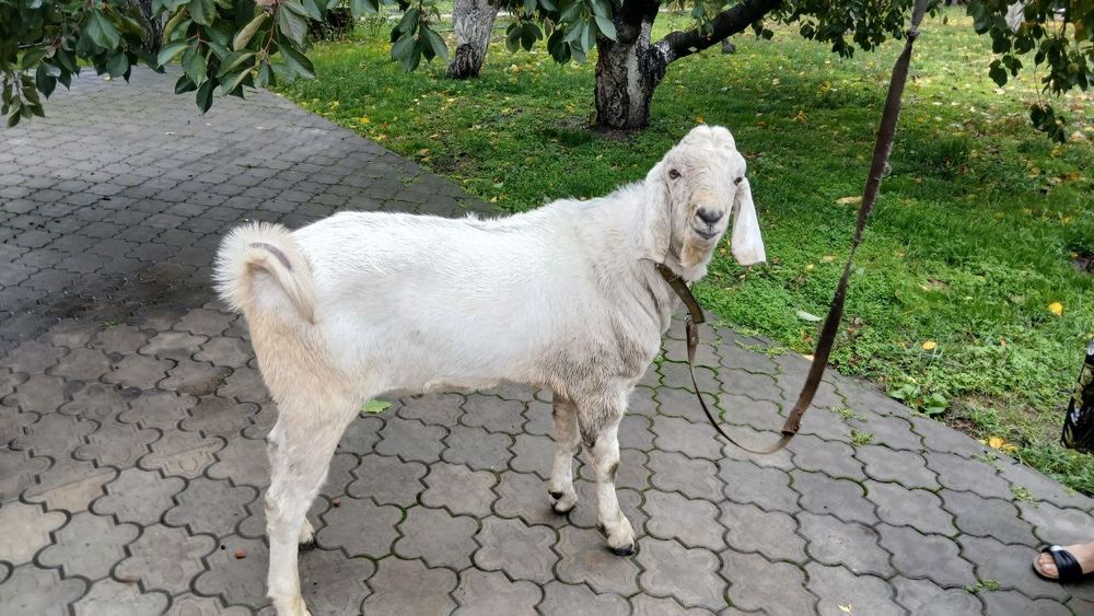 Продам Козла Англо-Нубиец