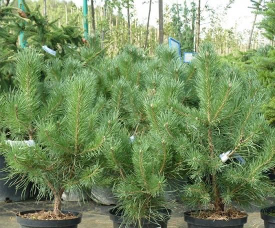 Сосна Кримська, саджанці сосни, ялини, купити саджанці сосни.