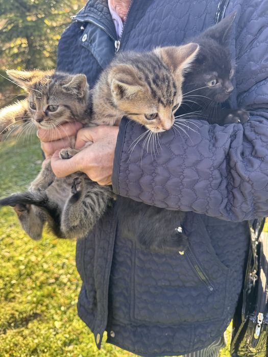 5 kotków do oddania :)