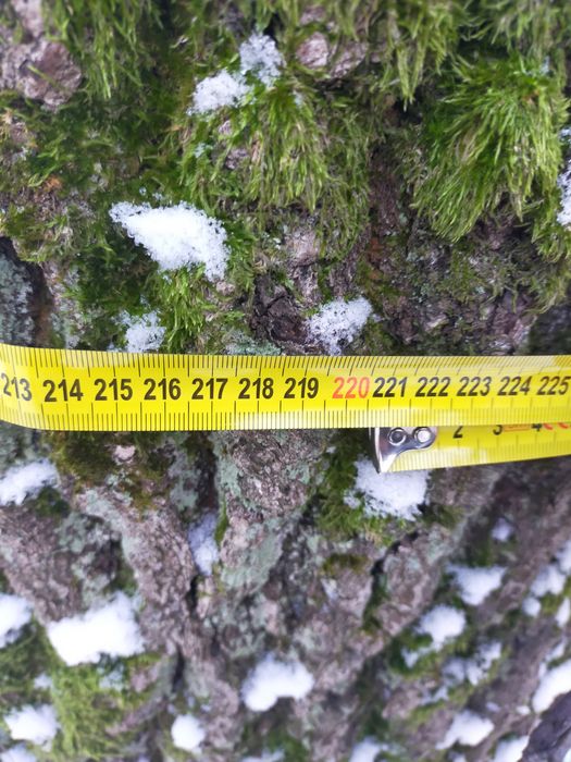 Sprzedam Dęby  na  pniu