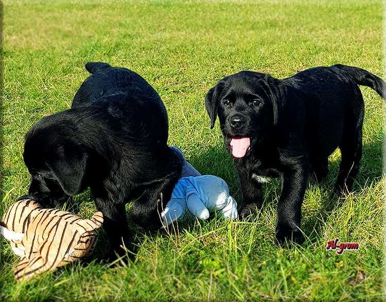 Labrador Retriever  czarny piesek ZKwP/FCI