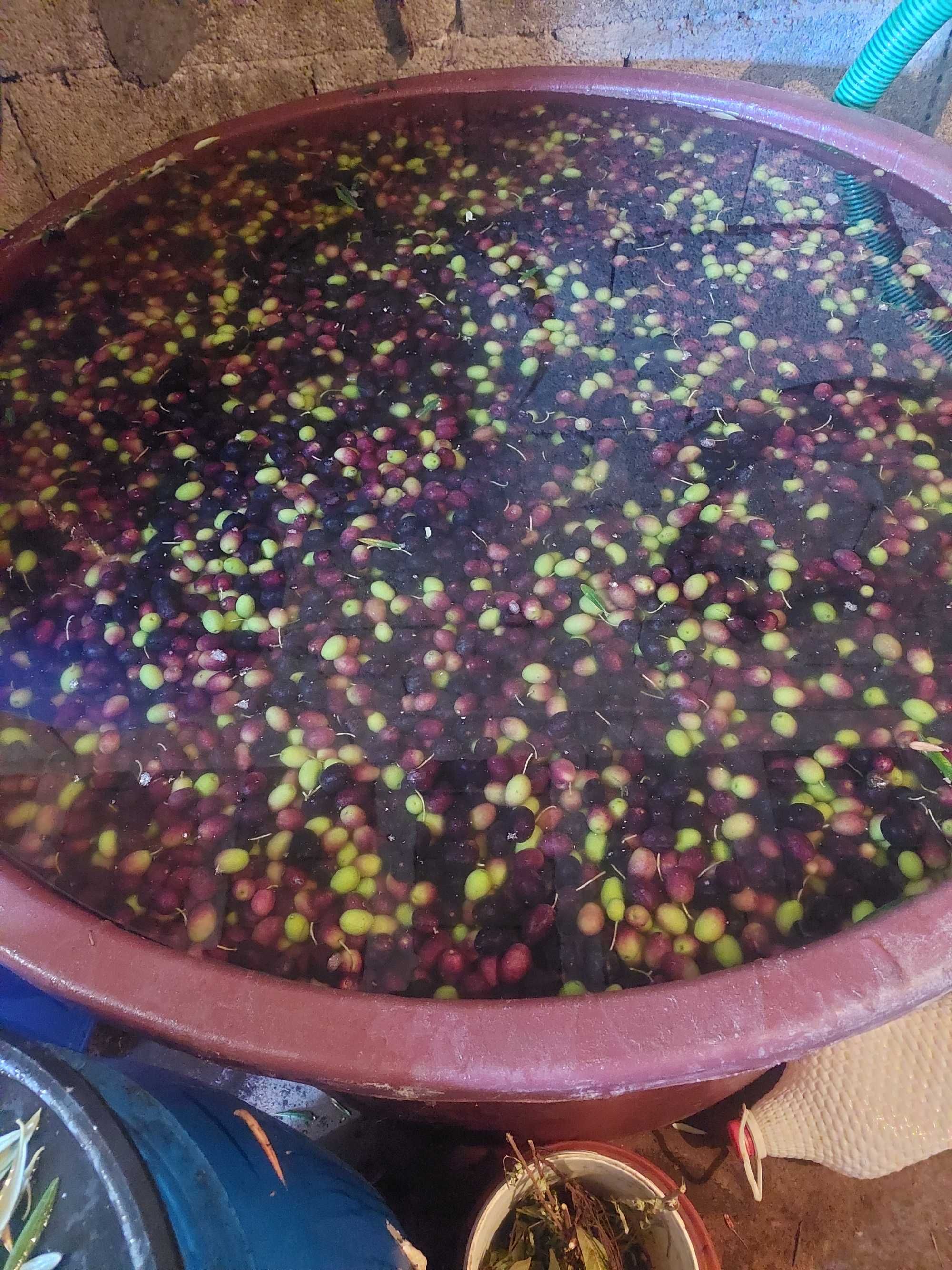 Azeitona conserva