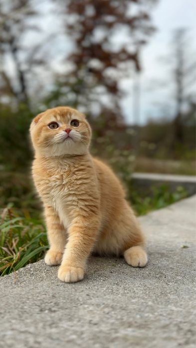 Котенята гарненькі шотландці золота шиншила кицька кошенятка виссловух