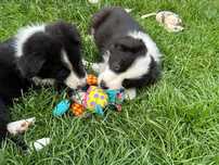 Border Collie piesek czarno biały z badaniami genetycznymi