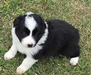 Sprzedam szczeniaki Bordel Collie