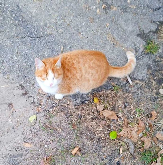 Милый молодой котик