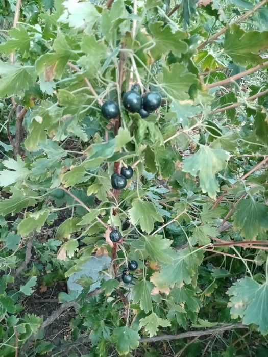 продам  смородину.  , орех.  Вишня . морозник белый .