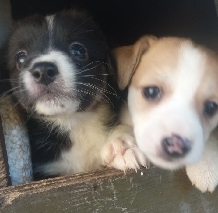 Цуценята шукають дім