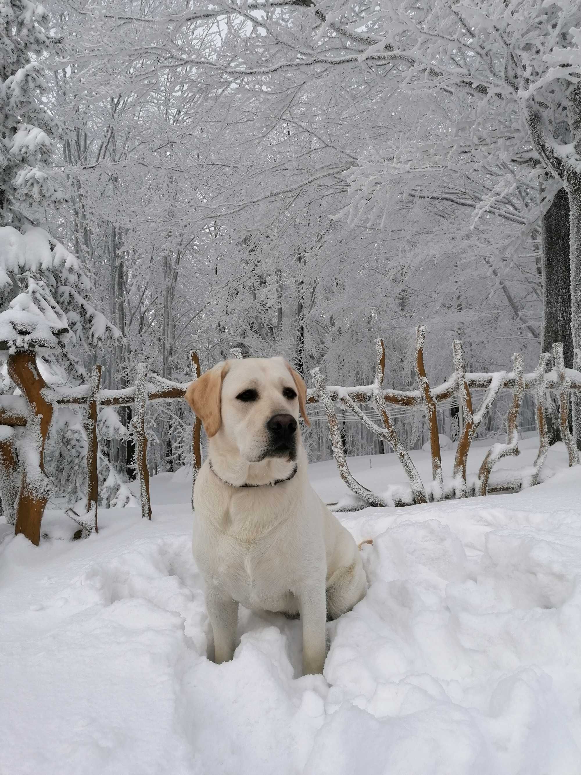 Labrador Retriever - reproduktor z papierami