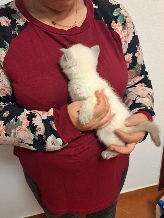 Scottish fêmea branquinha