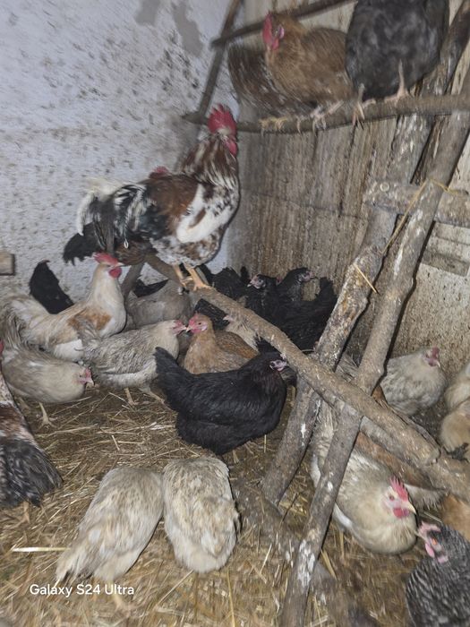 Kury nioski i gren shell