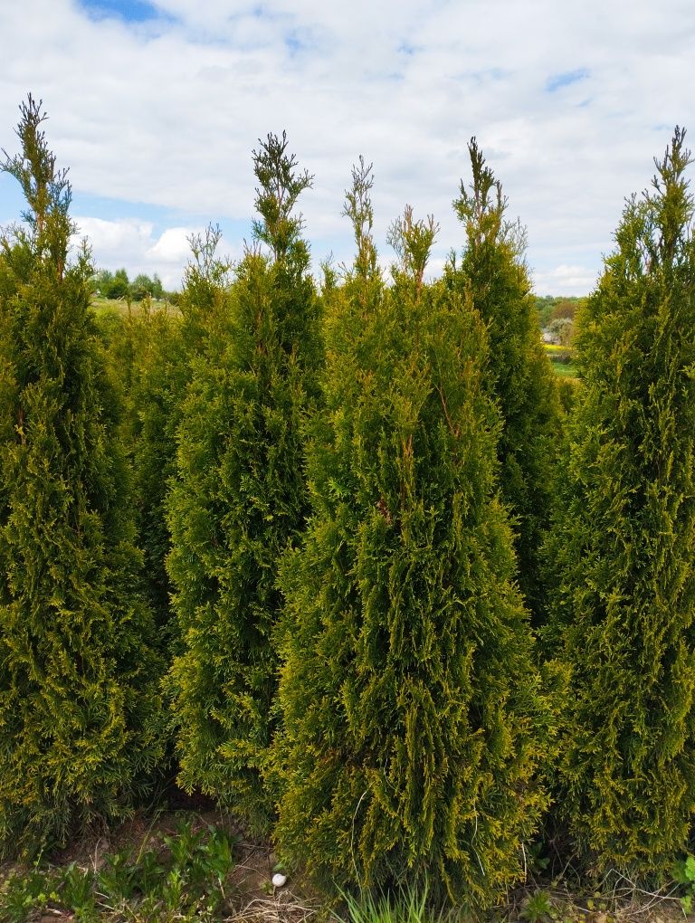 Thuja Szmaragd gęsty 140-150 cm Zielonki